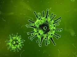 Virus